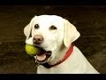 Can Your Dog Play Fetch...By Himself?