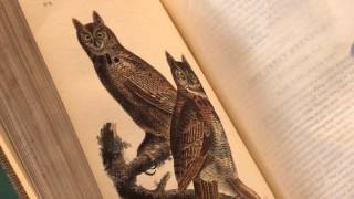 AUDUBON, John James. The Birds of America, [1839-]1840–1844. Peter Harrington Rare Books.