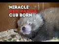 'MIRACLE' Red Panda Cub Born!