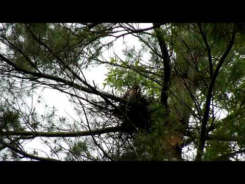 Hawk feeding chicks