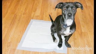 How To Potty Train A Puppy on Pads