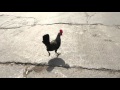 Chicken - Running - SLOMO
