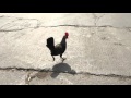 Chicken Running SLOMO