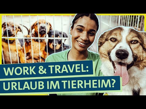 Tierschutz-Urlaub im Ausland: Wie hart ist die Freiwilligenarbeit im Tierheim?