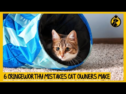 6 Cringe-Worthy Mistakes Cat Owners Make