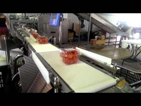 
Checkweighing of Cherry Tomatoes