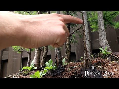 A Bench Tour at Connors, Part 2, The Bonsai Zone, Aug 2023