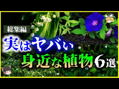 アフリカ熱帯生態圏: 学名別の種子植物 (L)について詳しく解説