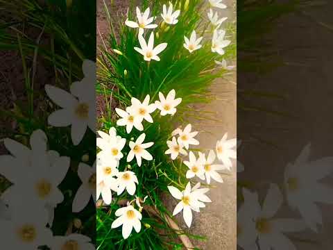 lilly show plants extra bunches cutting and water pipes setting.. please like this.