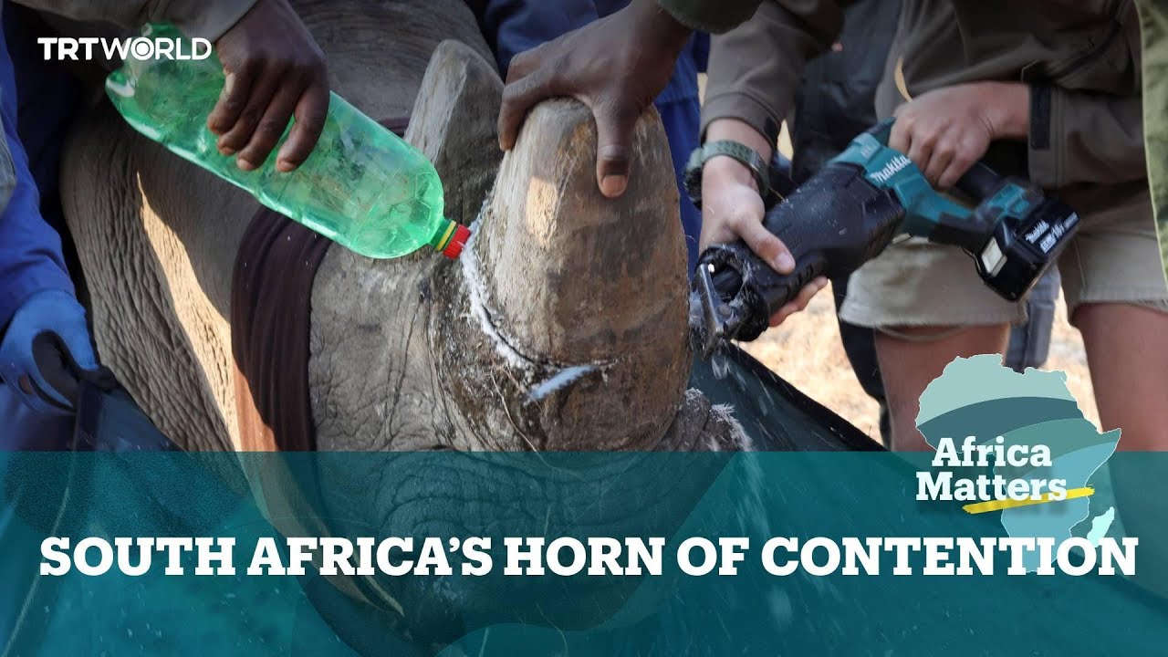 Africa Matters: South African court clears sale of rhino horn