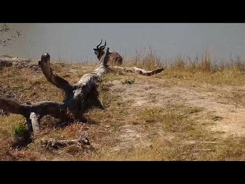Djuma: Nyala, Geese, Warthogs and Impalas - 07/18/20
