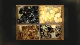 Swints Feed & Garden Supply