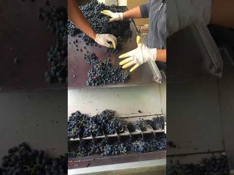 Khashmi' Saperavi grapes sorting and processing