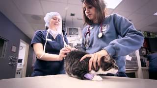 preview picture of video 'Patton Veterinary Hospital - Short | Red Lion, PA'