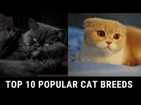 Top 10 Most Popular Cat Breeds | Trendiez
