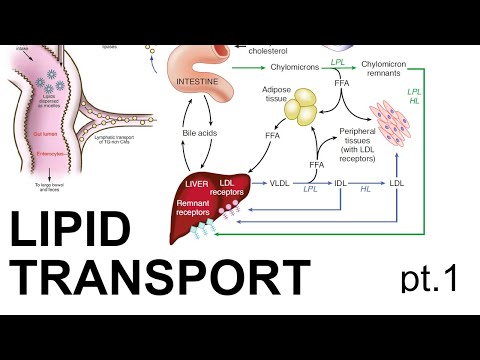Lipid Transport (pt. 1)