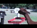 Hoe gaat het met de alpaca's in het Utrechtse Julianapark nu het bloedheet is? [RTV Utrecht]
