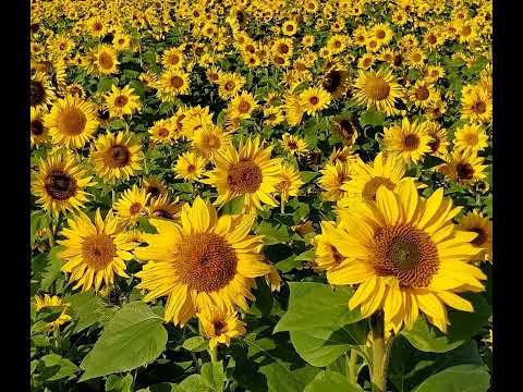 A Course in Miracles (ACIM) Workbook: Lesson 23