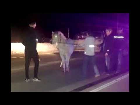 Longmont Potion Castle - Loose Horse