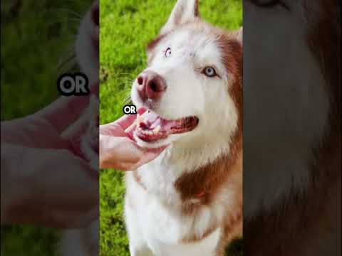 Unlocking The Secrets of Dog Behavior: A Comprehensive Guide 🐕 #DogBehavior #BehaviorGuide