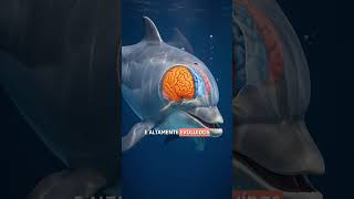 Por que os golfinhos são os "gênios" do oceano? 🐬✨ #SHORT