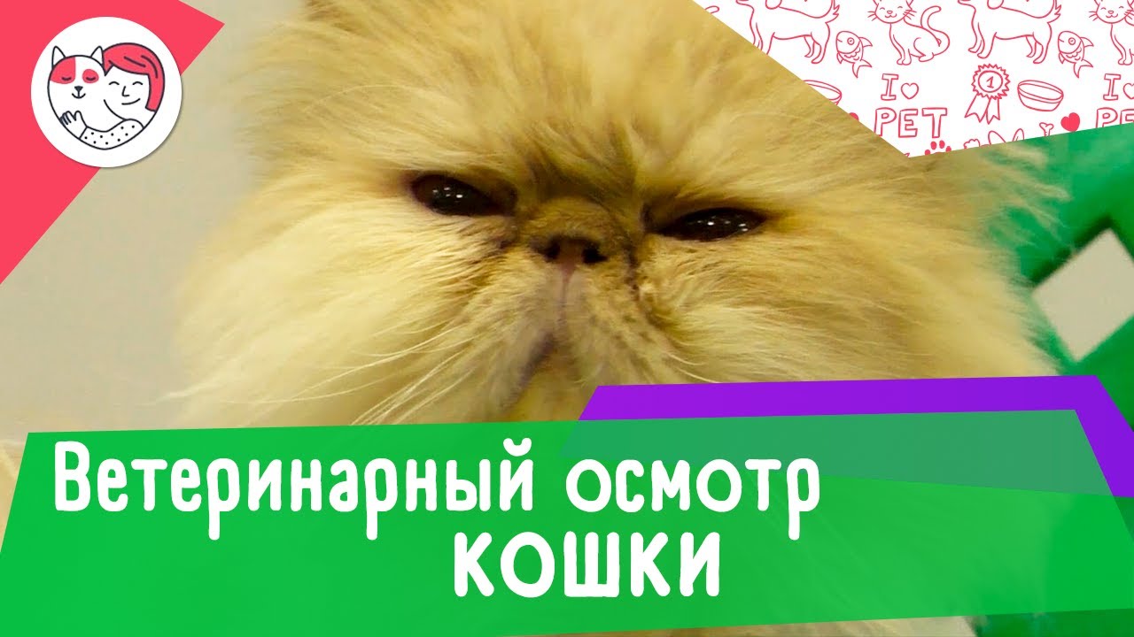 4 обязательных пункта ежегодного ветеринарного осмотра кошки