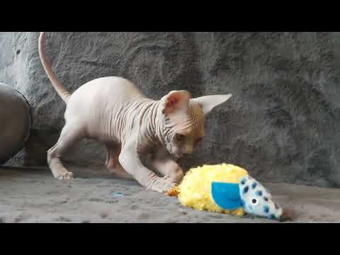 Sphynx Sphinx kittens cat(can deliver) - Image 2