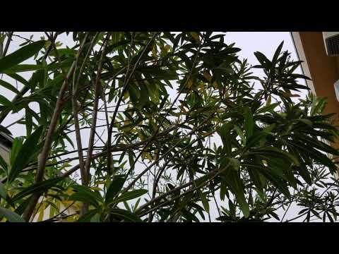 キョウチクトウの世話: 3 つの最大の間違い 植物