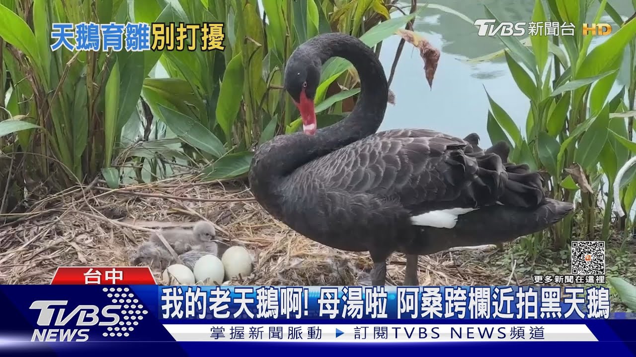 我的老天鵝啊!母湯啦 阿桑跨欄近拍黑天鵝