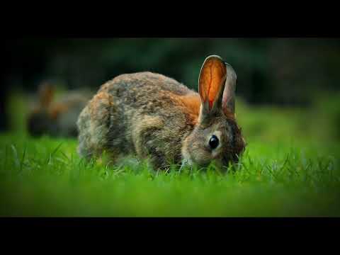 Are Jack Rabbits Dangerous? Facts About These Swift Hares