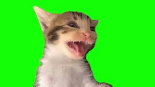 Laughing cat green screen