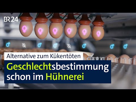 Alternative to chick culling: Sex determination already in the egg | BR24