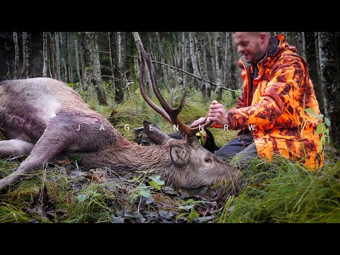 Hirsche GANZ NAH auf Drückjagd – jagenNRW story #26