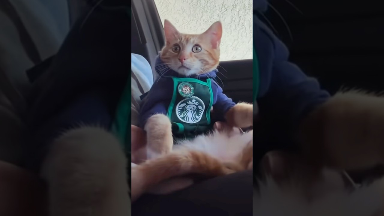 Breaking his neck for a pup cup 🤭 #seventheorangecat #pupcup #catlovers #orangecat #catfashion