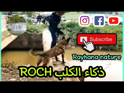 كلاب المالينو.قوة و رشاقة و شراسة.