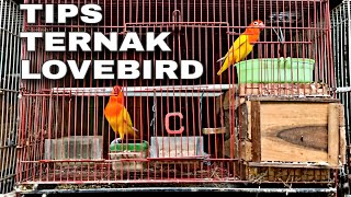 Download lagu Cara Ternak Lovebird Biola sangat Simpel,cocok untuk para pemula mp3