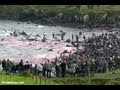 Calderon Dolphin Slaughter in Denmark 