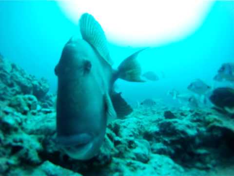 Scubayaci et la baliste bleu Tenerife
