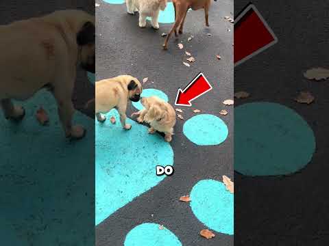 Najmniejszy piesek znalazł swojego pierwszego przyjaciela 💛🐾(@spotonvet)