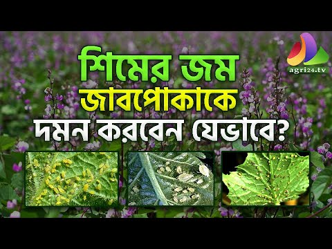 শিমের জম জাবপোকাকে দমন করবেন যেভাবে?