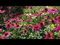 in the garden with dave echinacea