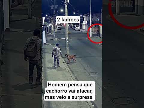 Cachorro ajuda pedestre, se livrar do perigo