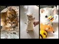 Cute Animals Funny Cats Talking ️ TOMCATS Episode 4532
