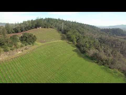 Merryvale's Profile Estate Vineyard - February 2020