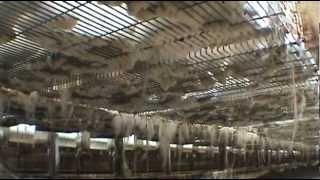 Investigation: Intensive rabbit farming