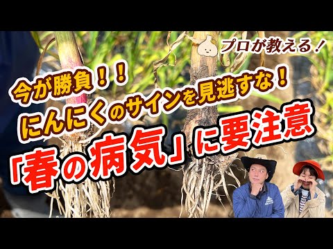ニンニク:とても健康的ですね 植物