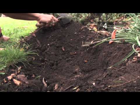 download lagu mp3 mp4 When To Take Up Daffodil Bulbs, download lagu When To Take Up Daffodil Bulbs gratis, unduh video klip When To Take Up Daffodil Bulbs