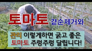 토마토 곁순 제거와 관리 이렇게 하면 굵고 좋은 토마토 주렁주렁 많이 달립니다. #토마토 잘 가꾸는 방법 #…