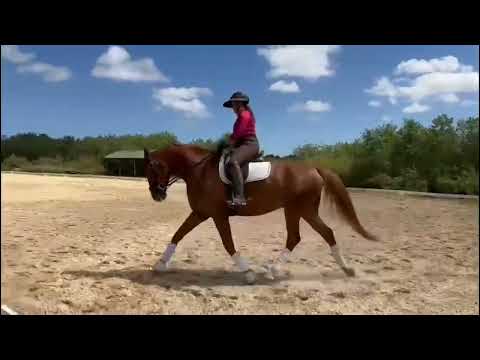 No Secret. 2018 gelding. March 2023