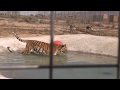 Rescued tigers swim for the first time 